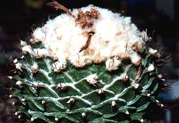 Obregonia denegrii