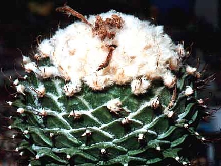 Obregonia denegrii