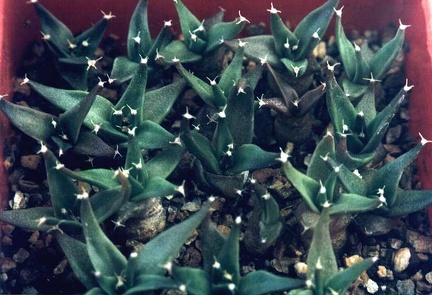 Obregonia denegrii. Сеянцы 9 мес.