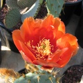 Opuntia cantabrigiensis