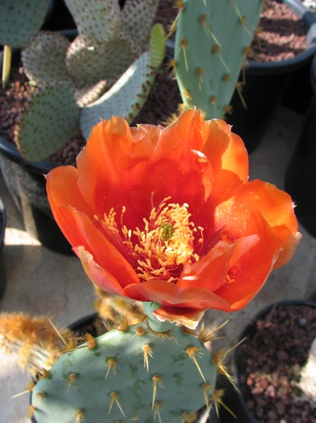 Opuntia_cantabrigiensis.jpg