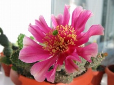 Opuntia fragilis cv  Freiberg Krav FG