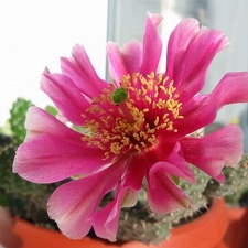Opuntia fragilis cv  Freiberg Krav FG