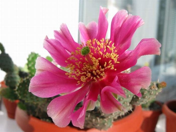 Opuntia fragilis cv  Freiberg Krav FG