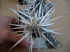 Opuntia stanlyi Grusonia emoryi Burzak FG