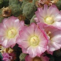 Puna subterranea DJF 446D