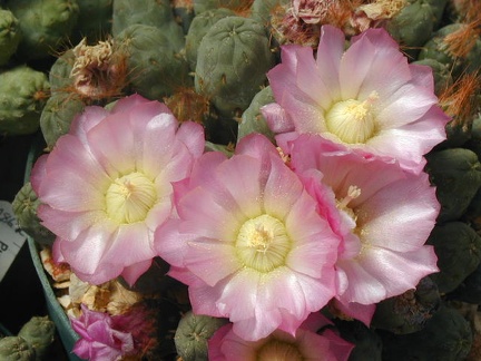 Puna subterranea DJF 446D