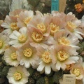 Puna subterranus ivory fls