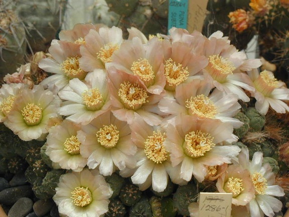 Puna subterranus ivory fls
