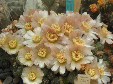 Puna subterranus ivory fls