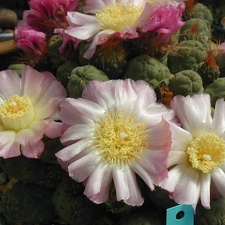 Puna subterranus pink fl form