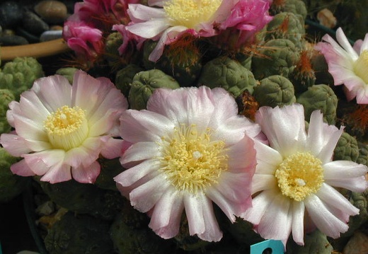 Puna subterranus pink fl form