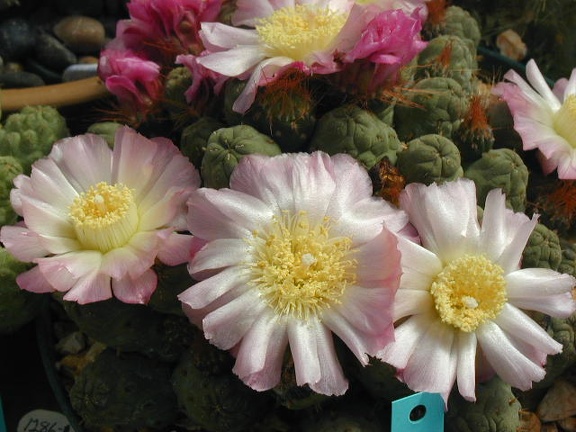 Puna subterranus pink fl form