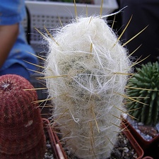 Oreocereus hendriksenianus v densilanatus