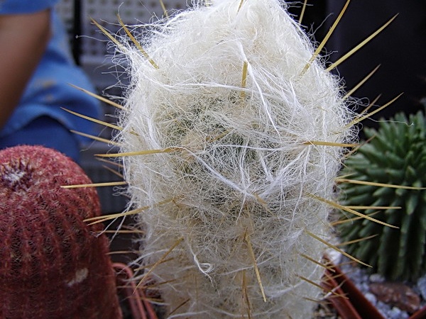 Oreocereus hendriksenianus v densilanatus