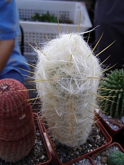 Oreocereus hendriksenianus v densilanatus