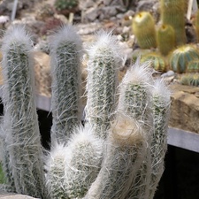 Oreocereus trollii