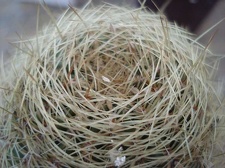 Oroya borchersii1 Burzak FG