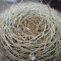 Oroya borchersii1 Burzak FG