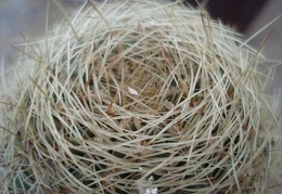 Oroya borchersii1 Burzak FG