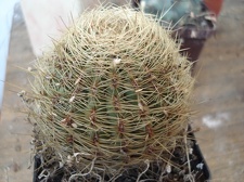 Oroya borchersii Burzak FG