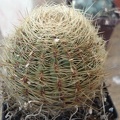 Oroya borchersii Burzak FG