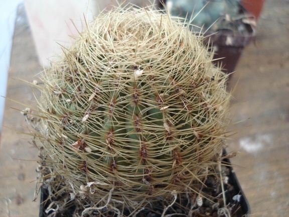 Oroya borchersii Burzak FG
