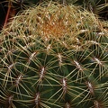 Oroya peruviana