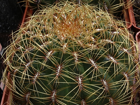 Oroya peruviana