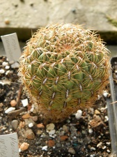 Oroya peruviana 001