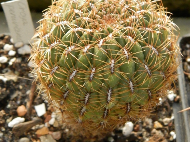Oroya peruviana 001