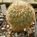 Oroya peruviana 001
