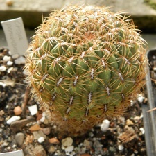 Oroya peruviana 001