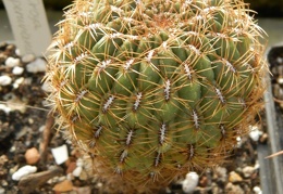 Oroya peruviana 001