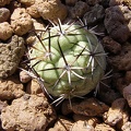 Ortegocactus macdougallii