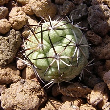 Ortegocactus macdougallii