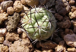 Ortegocactus macdougallii