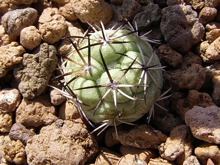 Ortegocactus macdougallii