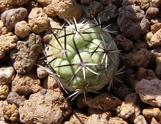 Ortegocactus macdougallii