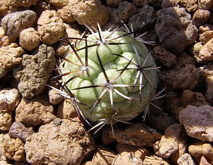Ortegocactus macdougallii