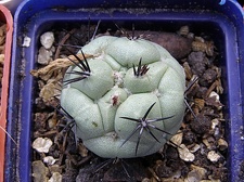 Ortegocactus macdougallii 1