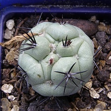 Ortegocactus macdougallii 1