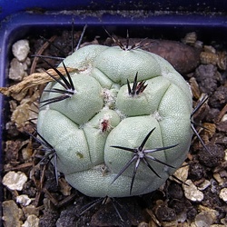 Ortegocactus