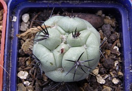 Ortegocactus macdougallii 1