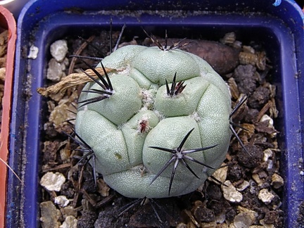 Ortegocactus macdougallii 1