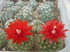 PARODIA penicillata 002