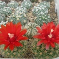 PARODIA penicillata 002