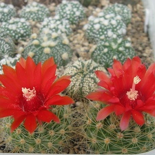PARODIA penicillata 002