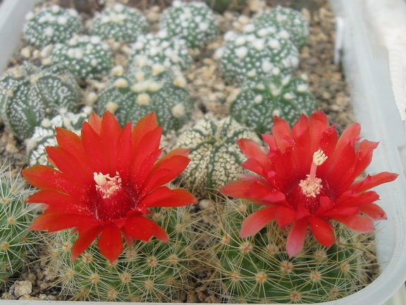 PARODIA penicillata 002 (3900 відвідувань) PARODIA penicillata 002