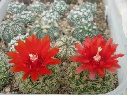 PARODIA penicillata 002